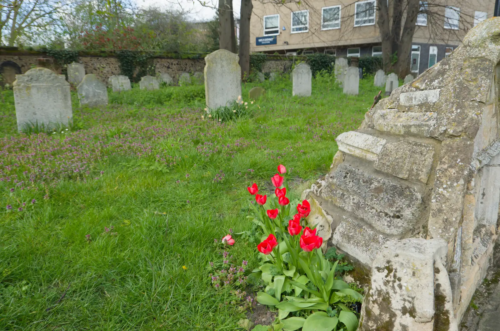 Bright red tulips in St. Stephen's churchyard, from Hospital Trips to Norwich, Norfolk - 25th March 2026