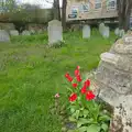 Bright red tulips in St. Stephen's churchyard, Hospital Trips to Norwich, Norfolk - 25th March 2026