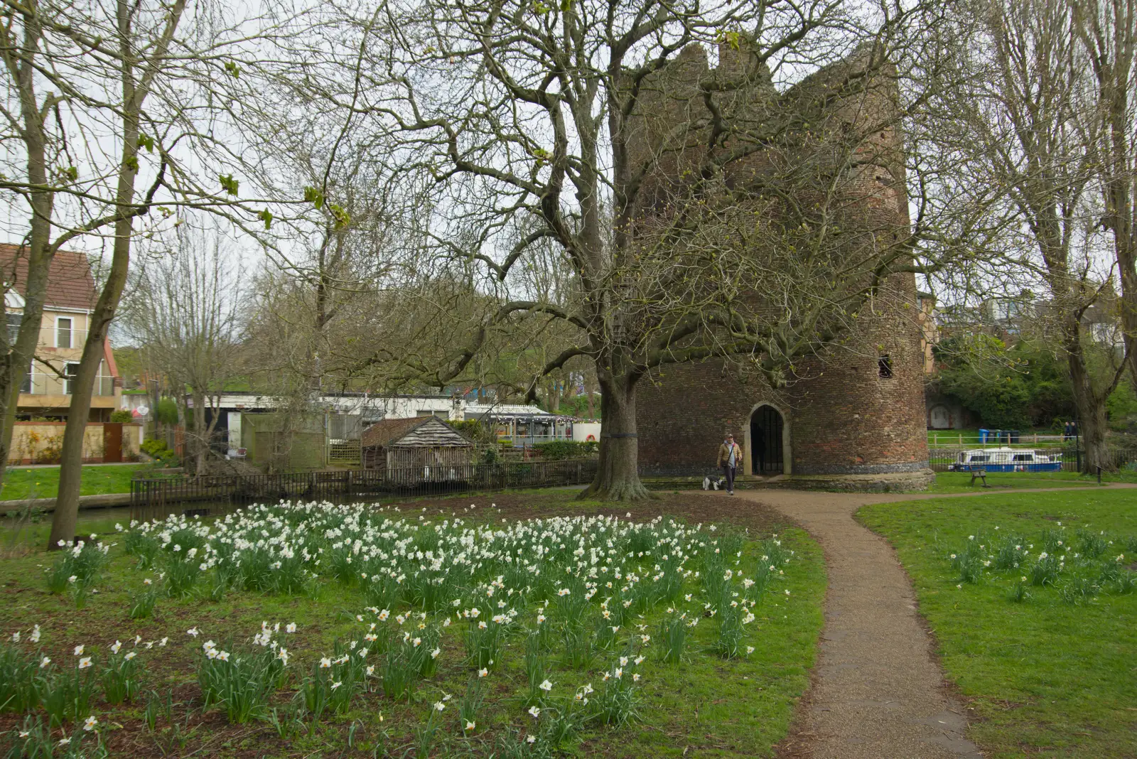 Cow Tower and some late daffodils, from The SYWO at Holbrook, and a Trip to Norwich - 1st April 2026