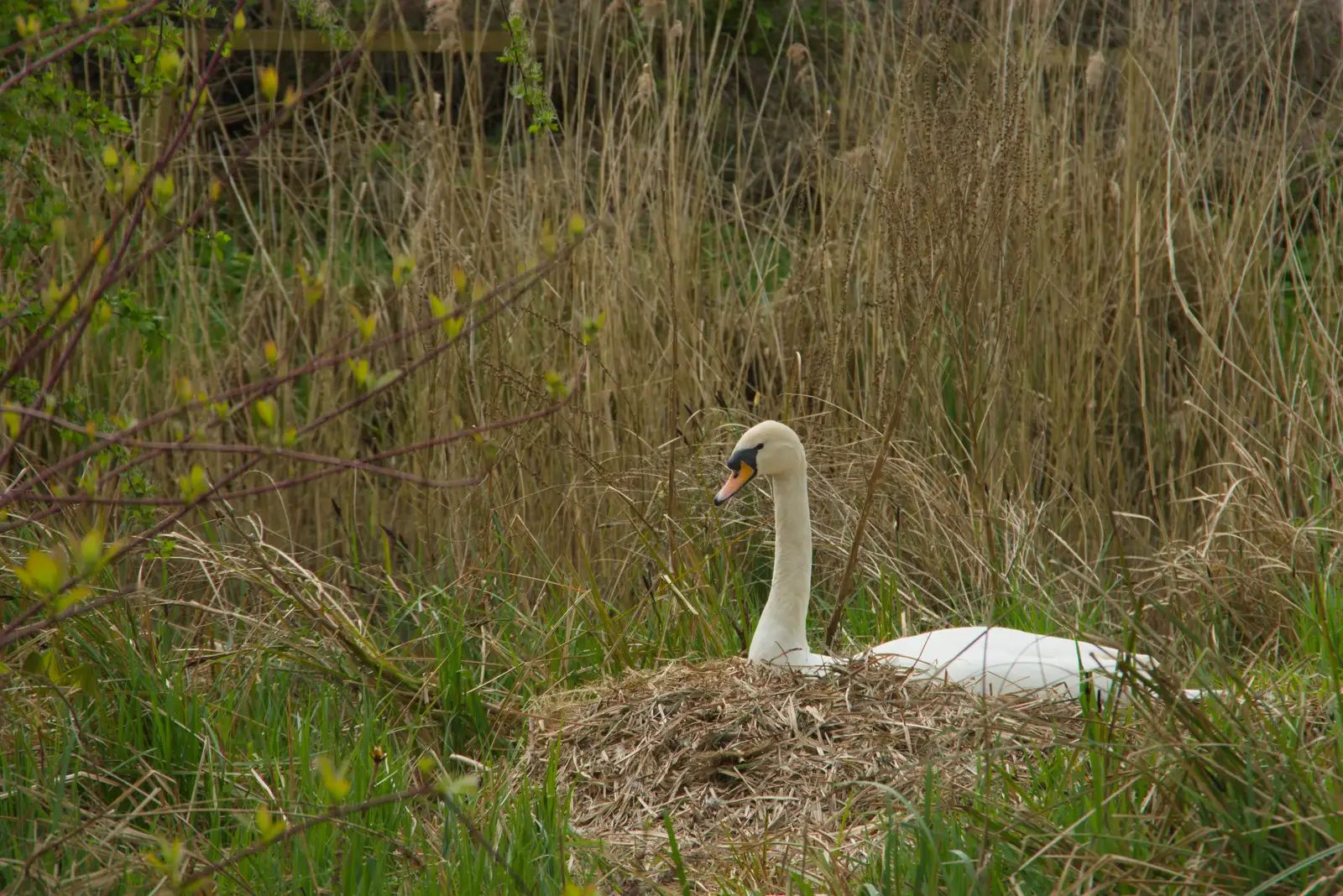 There's a swan on the nest, from The SYWO at Holbrook, and a Trip to Norwich - 1st April 2026