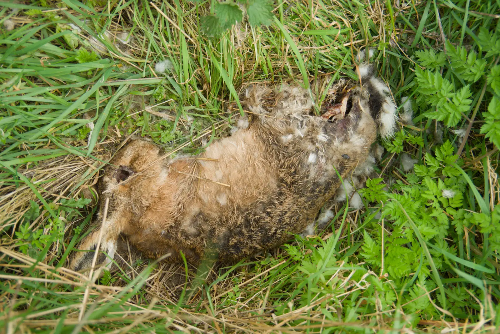 There's a dead hare next to Chinner's Field, from Walking Around, and Fred's Log, Brome, Suffolk - 3rd April 2026