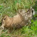 There's a dead hare next to Chinner's Field, Walking Around, and Fred's Log, Brome, Suffolk - 3rd April 2026