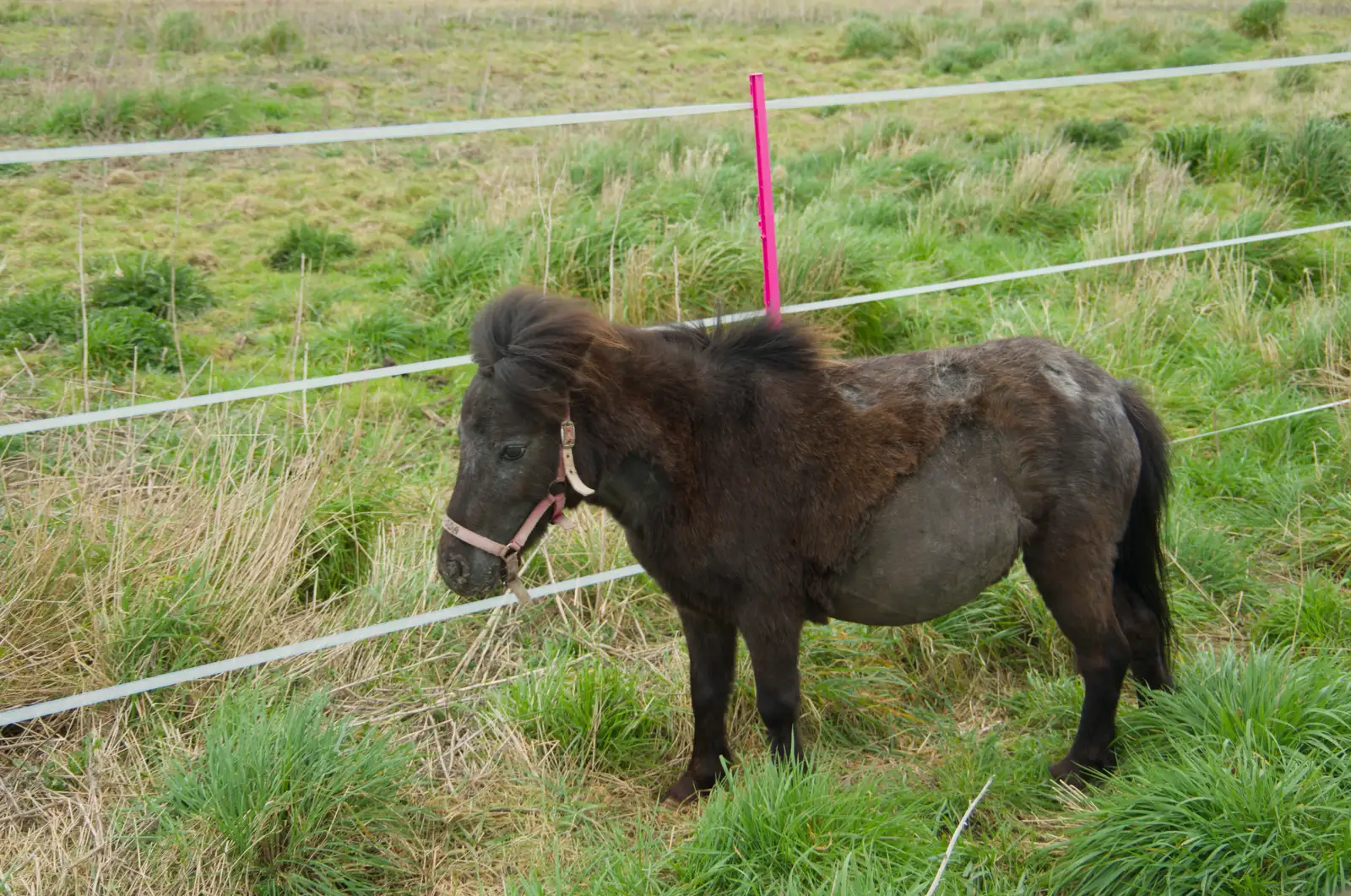 Magda - Tiny Horse - has escaped, from Walking Around, and Fred's Log, Brome, Suffolk - 3rd April 2026