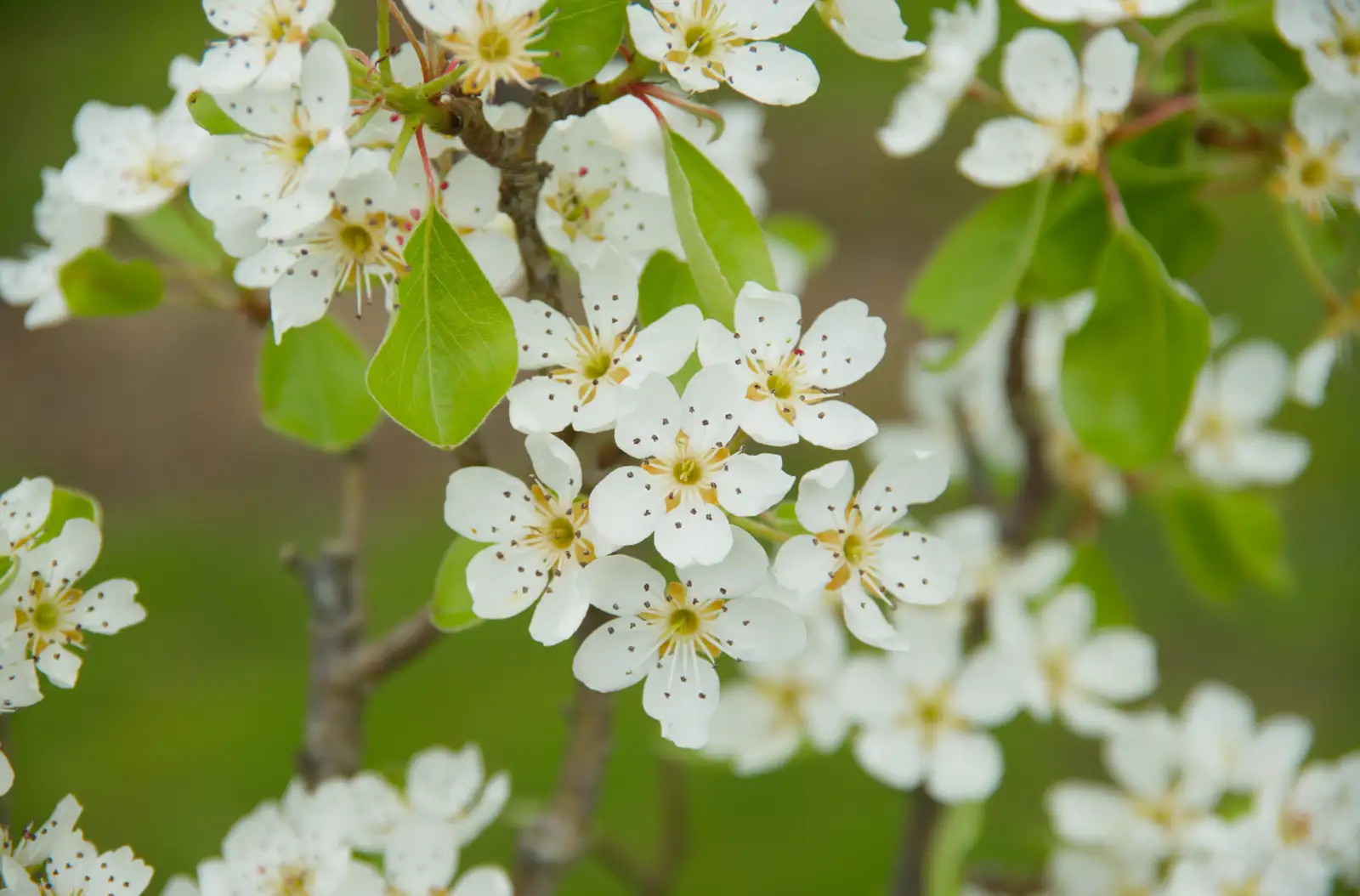 The apple blossom is out, from Walking Around, and Fred's Log, Brome, Suffolk - 3rd April 2026