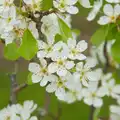 The apple blossom is out, Walking Around, and Fred's Log, Brome, Suffolk - 3rd April 2026