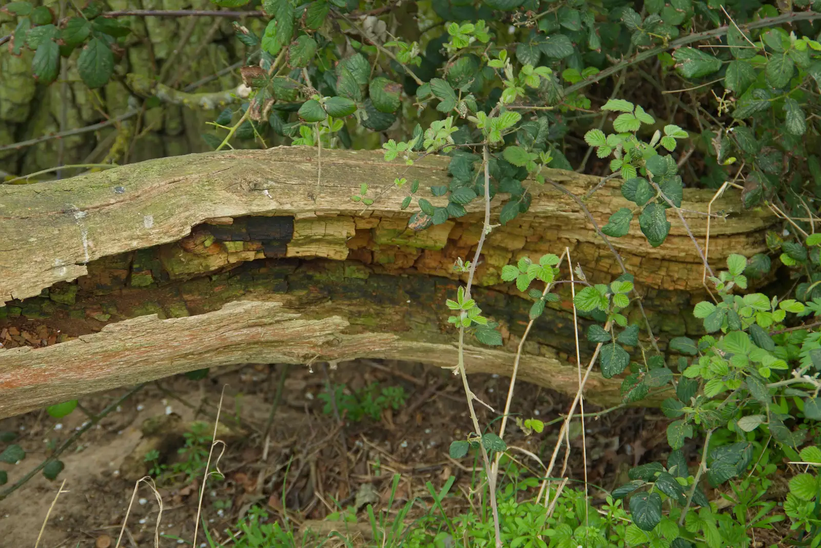 A decaying log, from Walking Around, and Fred's Log, Brome, Suffolk - 3rd April 2026
