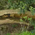 A decaying log, Walking Around, and Fred's Log, Brome, Suffolk - 3rd April 2026