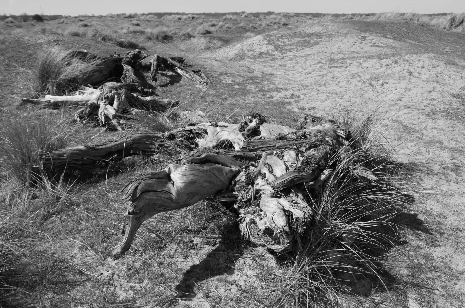 There's a good collection of gnarled tree stumps, from A Visit to Winterton-on-Sea, Norfolk - 6th April 2026