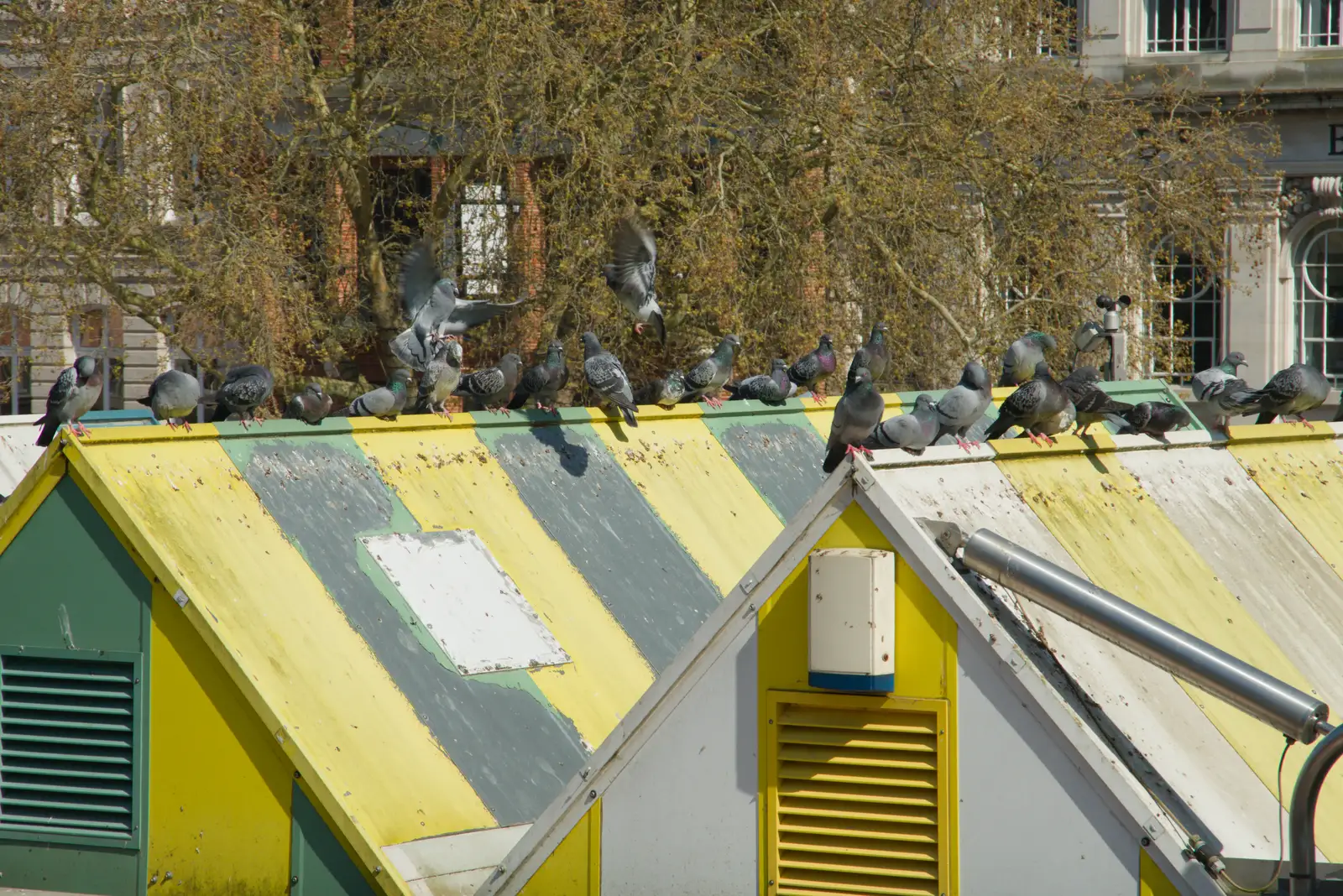 Pigeons on market-stall roofs, from Hauling Boats to Croatia: Palma, Mallorca to Toulon, France - 9th April 2026