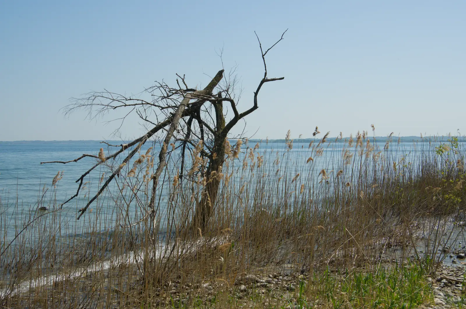 A dead tree on Lake Garda, from Hauling Boats to Croatia: Toulon to Desenzano, Lake Garda, Italy - 11th April 2026