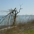 A dead tree on Lake Garda, Hauling Boats to Croatia: Toulon to Desenzano, Lake Garda, Italy - 11th April 2026