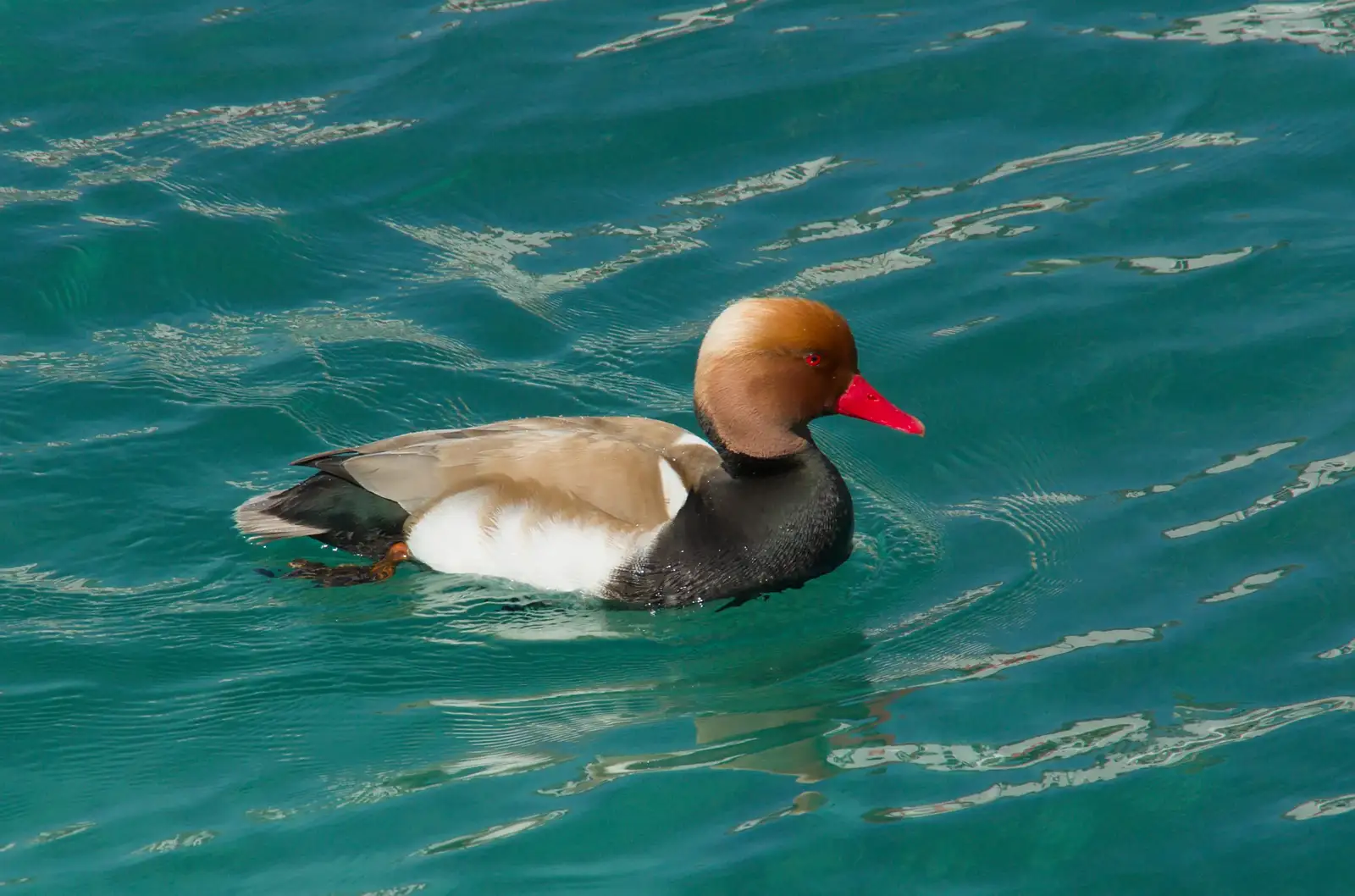 A red-beaked duck, from Hauling Boats to Croatia: Toulon to Desenzano, Lake Garda, Italy - 11th April 2026