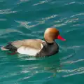 A red-beaked duck, Hauling Boats to Croatia: Toulon to Desenzano, Lake Garda, Italy - 11th April 2026