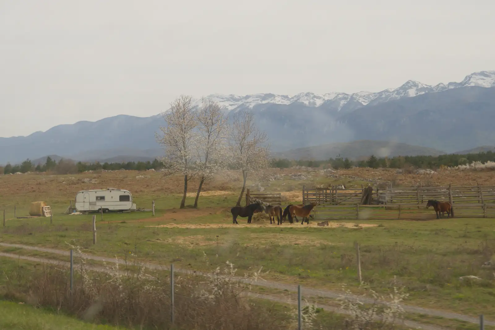 Ponies in a field, from Hauling Boats to Croatia: Desenzano to Split, Croatia - 13th April 2026