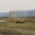 Ponies in a field, Hauling Boats to Croatia: Desenzano to Split, Croatia - 13th April 2026