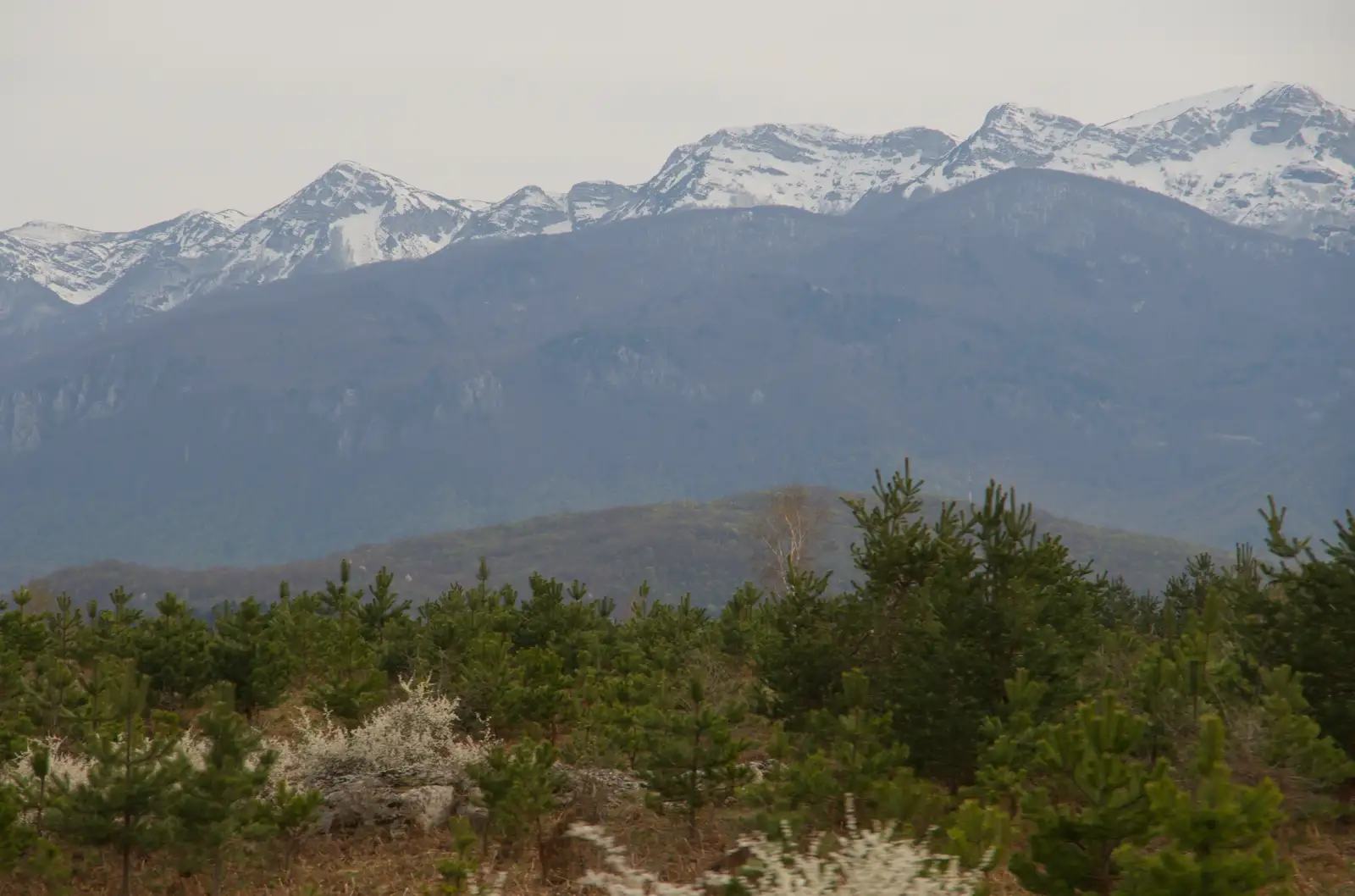 Pine trees and mountains, from Hauling Boats to Croatia: Desenzano to Split, Croatia - 13th April 2026
