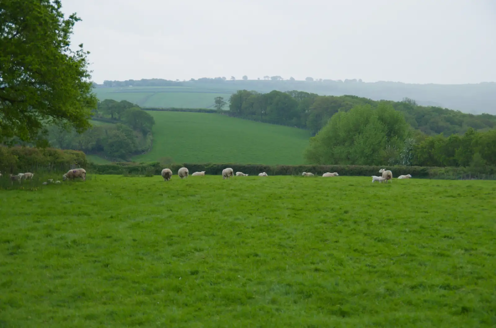 A view over the parish hall hedge, from Hannah and Sean's Wedding, King's Nympton, Devon - 3rd May 2026