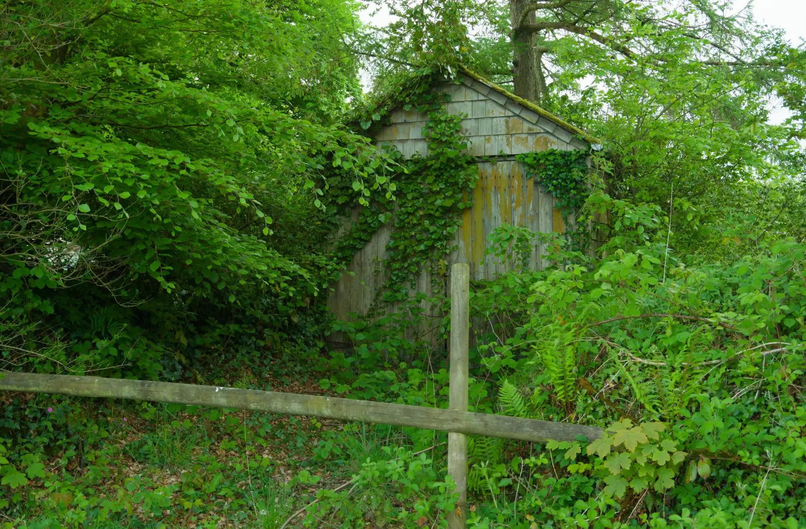 A shed merges with the undergrowth, from A Visit to the Cottage and Lunch With Sis, Throwleigh, Devon - 4th May 2026