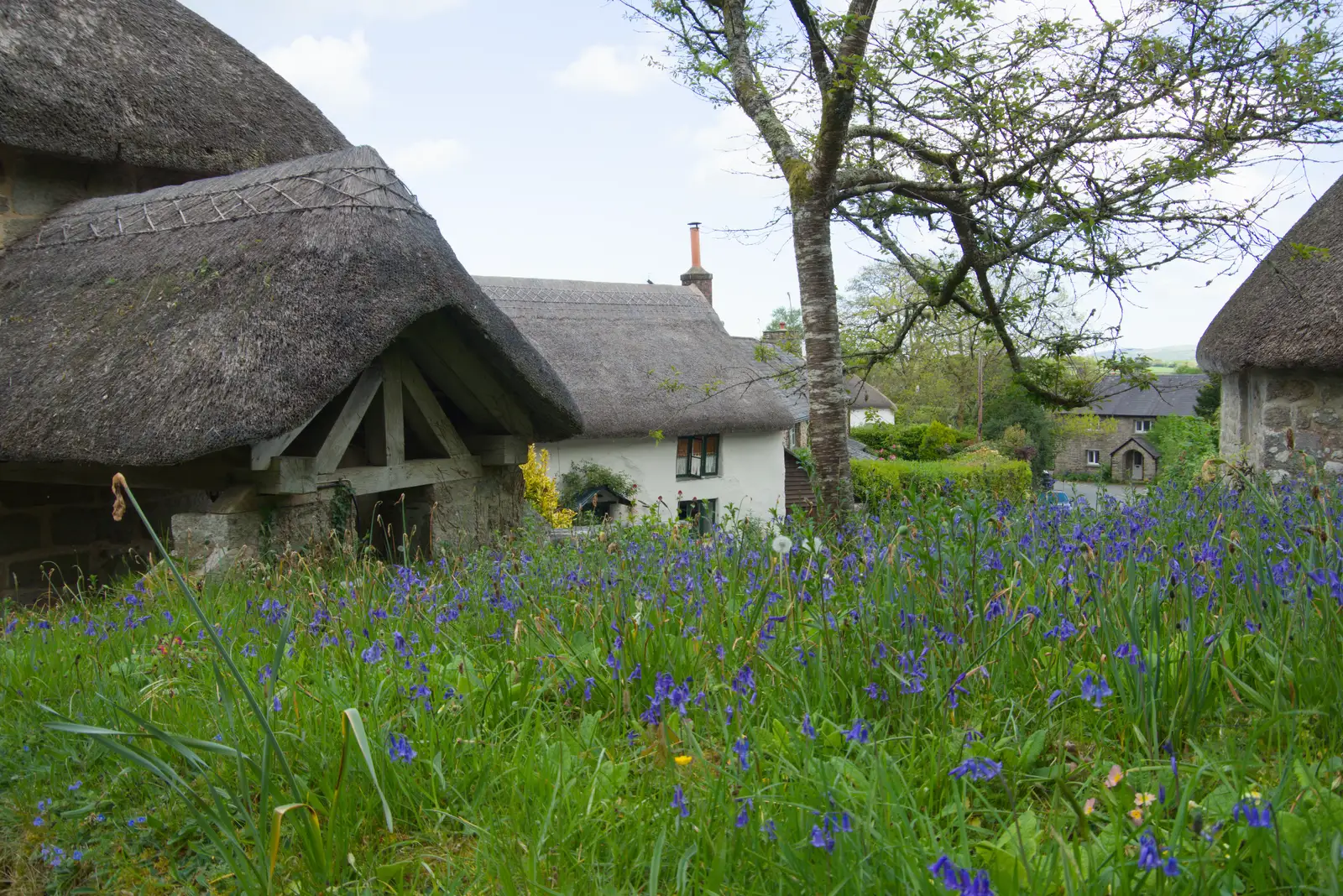 Bluebells in the churchyard at Throwleigh, from A Visit to the Cottage and Lunch With Sis, Throwleigh, Devon - 4th May 2026