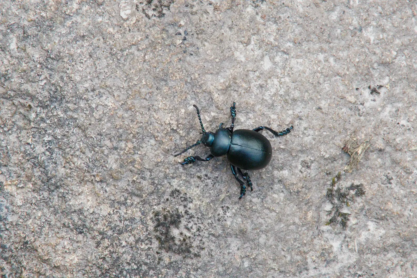 There's a large shiny beetle on a rock, from A Visit to the Cottage and Lunch With Sis, Throwleigh, Devon - 4th May 2026