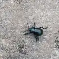 There's a large shiny beetle on a rock, A Visit to the Cottage and Lunch With Sis, Throwleigh, Devon - 4th May 2026