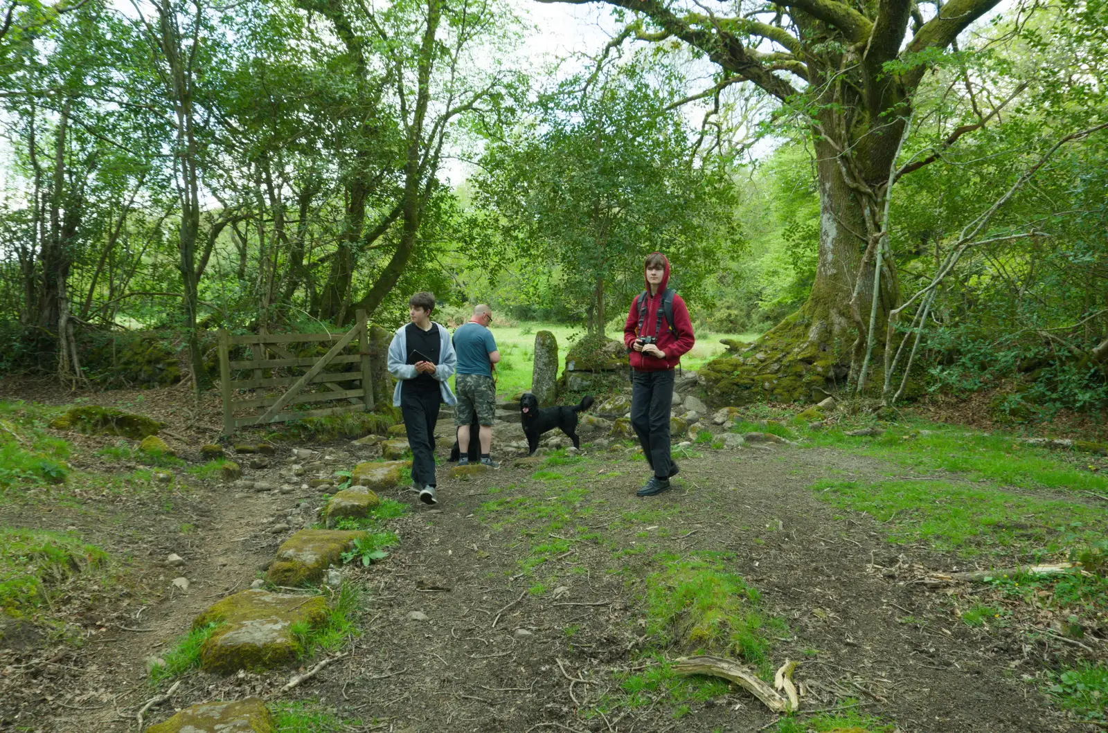 Harry looks back in the woods, from A Visit to the Cottage and Lunch With Sis, Throwleigh, Devon - 4th May 2026