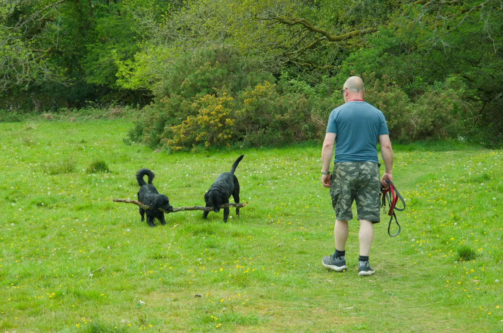 The dogs fight over a big stick, from A Visit to the Cottage and Lunch With Sis, Throwleigh, Devon - 4th May 2026