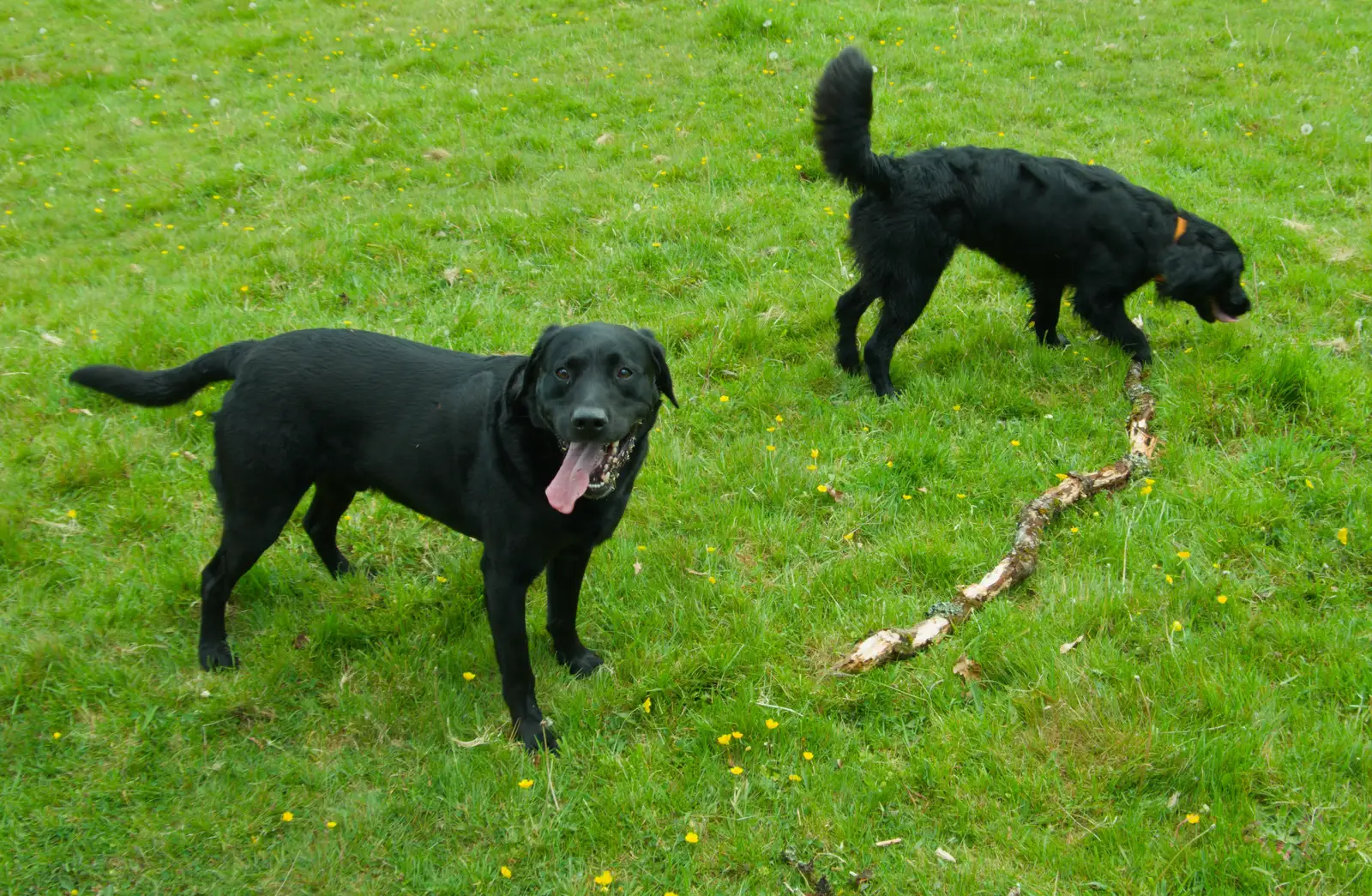 Doug Dog gives up on the stick, from A Visit to the Cottage and Lunch With Sis, Throwleigh, Devon - 4th May 2026