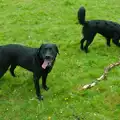 Doug Dog gives up on the stick, A Visit to the Cottage and Lunch With Sis, Throwleigh, Devon - 4th May 2026