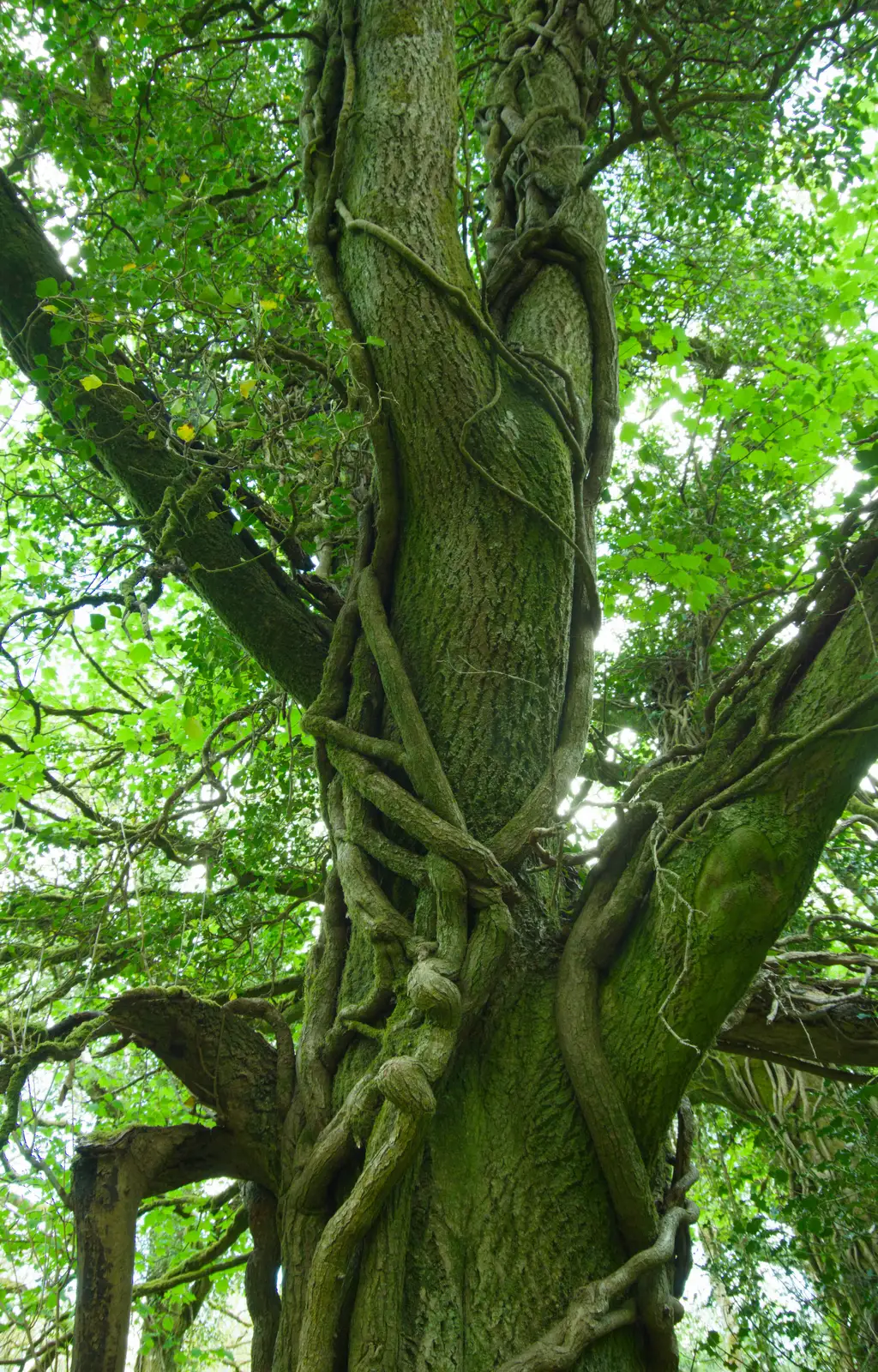 A tree is wrapped in epic ivy branches, from A Visit to the Cottage and Lunch With Sis, Throwleigh, Devon - 4th May 2026