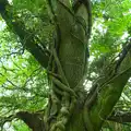 A tree is wrapped in epic ivy branches, A Visit to the Cottage and Lunch With Sis, Throwleigh, Devon - 4th May 2026