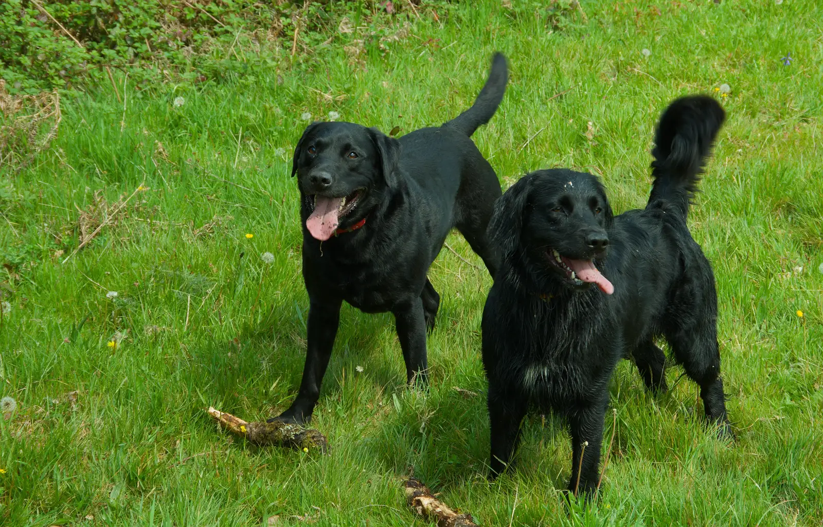 The two dogs, from A Visit to the Cottage and Lunch With Sis, Throwleigh, Devon - 4th May 2026