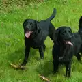 The two dogs, A Visit to the Cottage and Lunch With Sis, Throwleigh, Devon - 4th May 2026