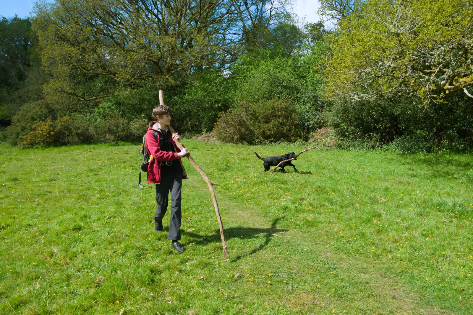 Harry roams around with his stick, from A Visit to the Cottage and Lunch With Sis, Throwleigh, Devon - 4th May 2026