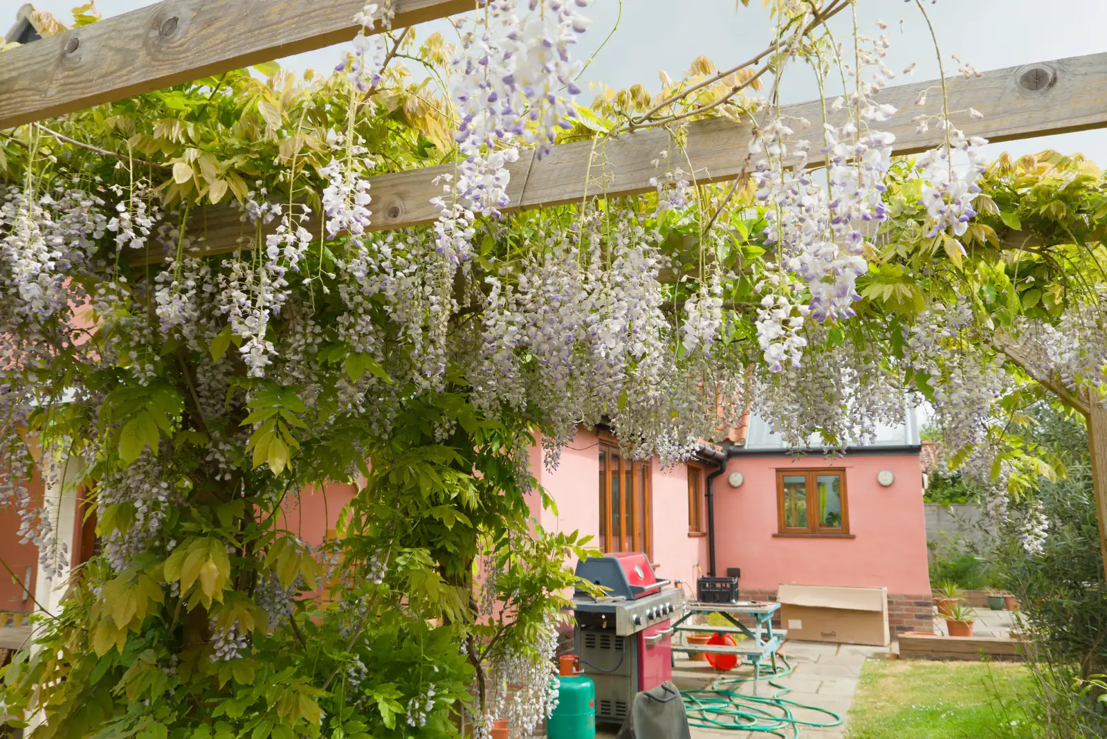 The wisteria is really going for it, from A May Miscellany, Diss, Norwich and Garboldisham - 15th May 2026