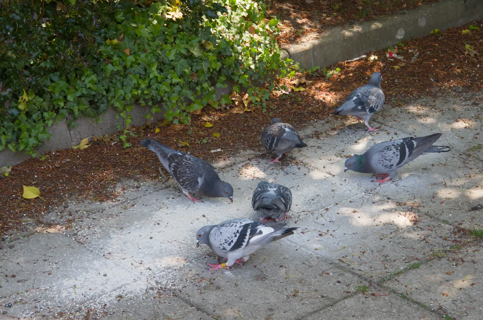 Pigeons eat what looks like lime or ant powder, from A Visit to the Dentist, Stowmarket, Suffolk - 22nd May 2026
