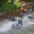 Pigeons eat what looks like lime or ant powder, A Visit to the Dentist, Stowmarket, Suffolk - 22nd May 2026