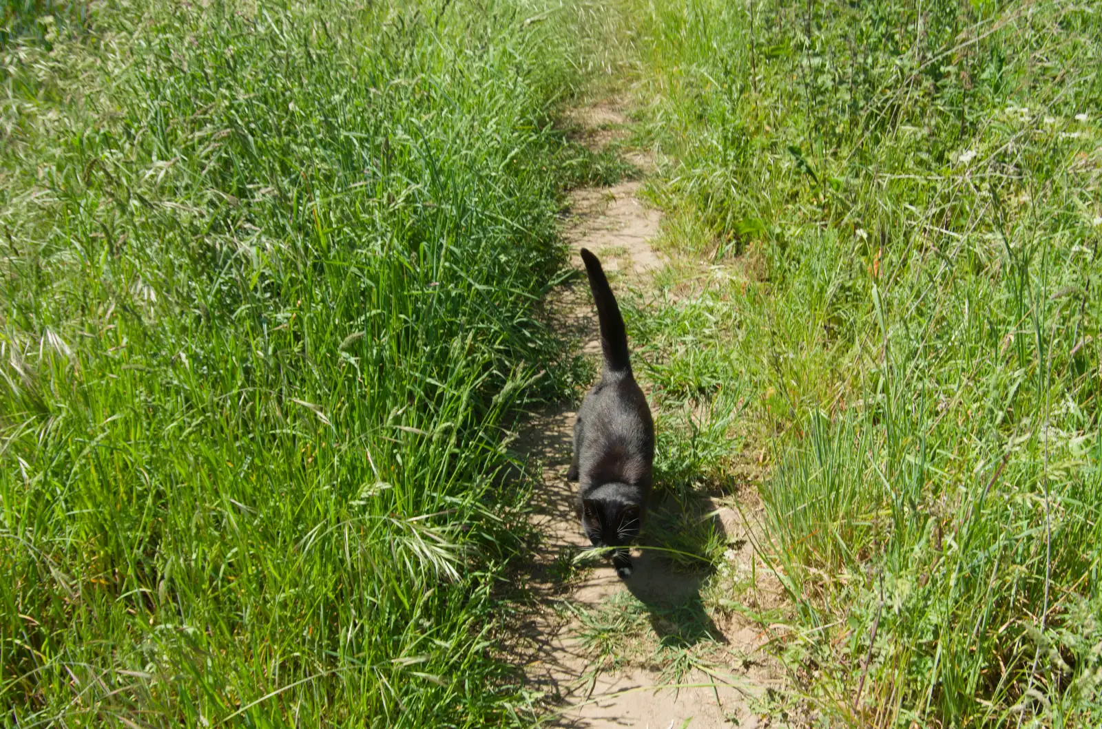 Lucy follows us around the field, from The Return of the Pub Walk: Brome to Diss - 24th May 2026