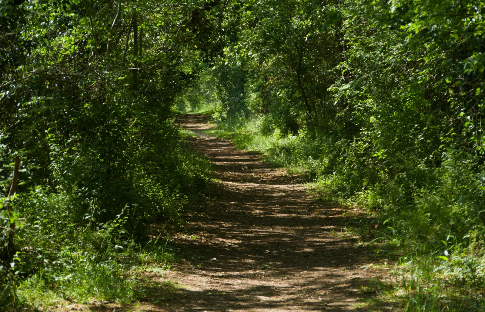 Miller's path between Scole and Frenze, from The Return of the Pub Walk: Brome to Diss - 24th May 2026