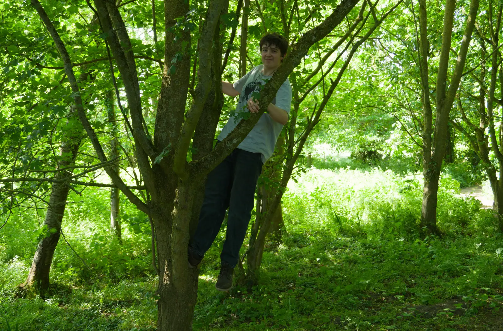 Fred's up a tree, from The Return of the Pub Walk: Brome to Diss - 24th May 2026
