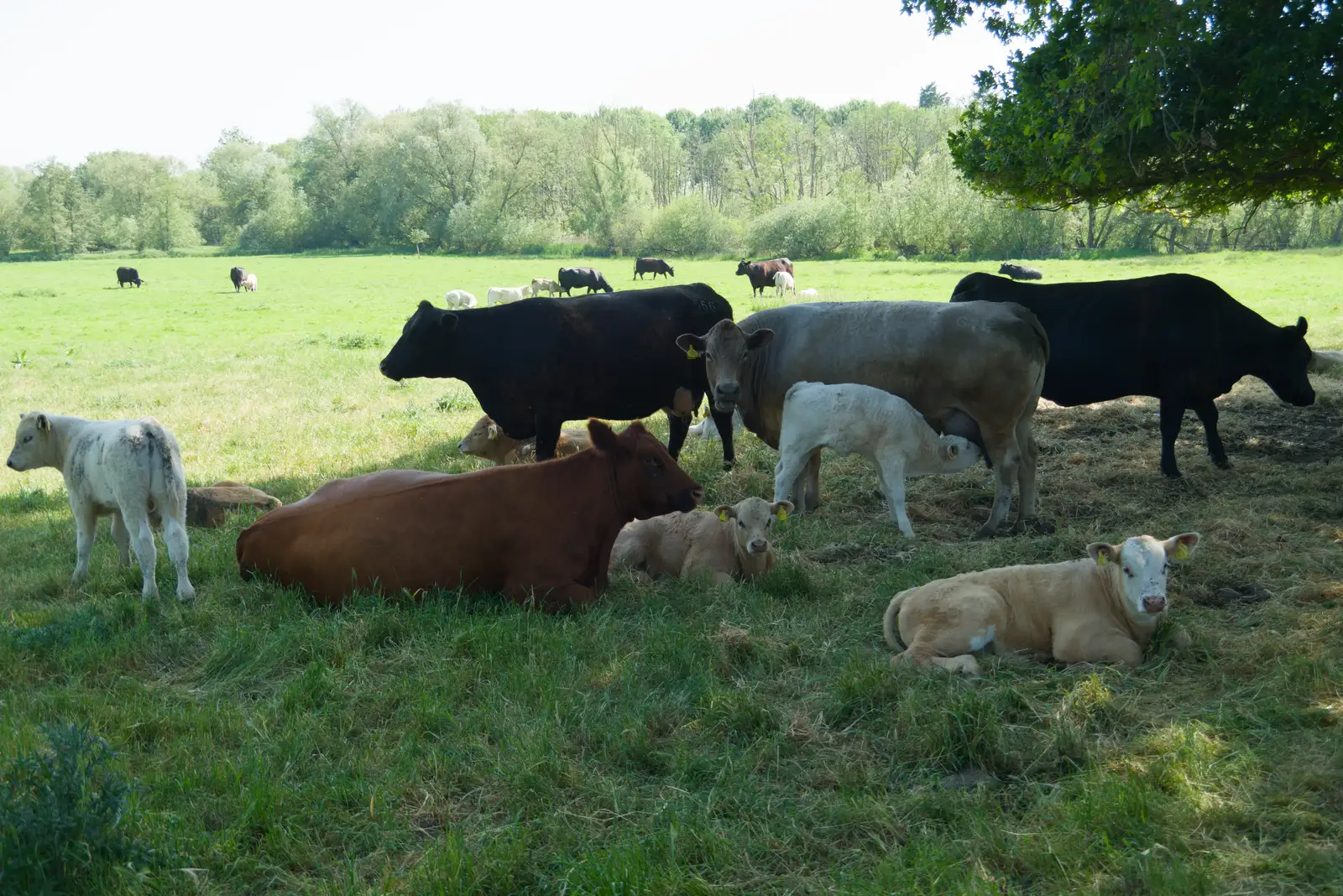 A group of cows and calves near Diss, from The Return of the Pub Walk: Brome to Diss - 24th May 2026