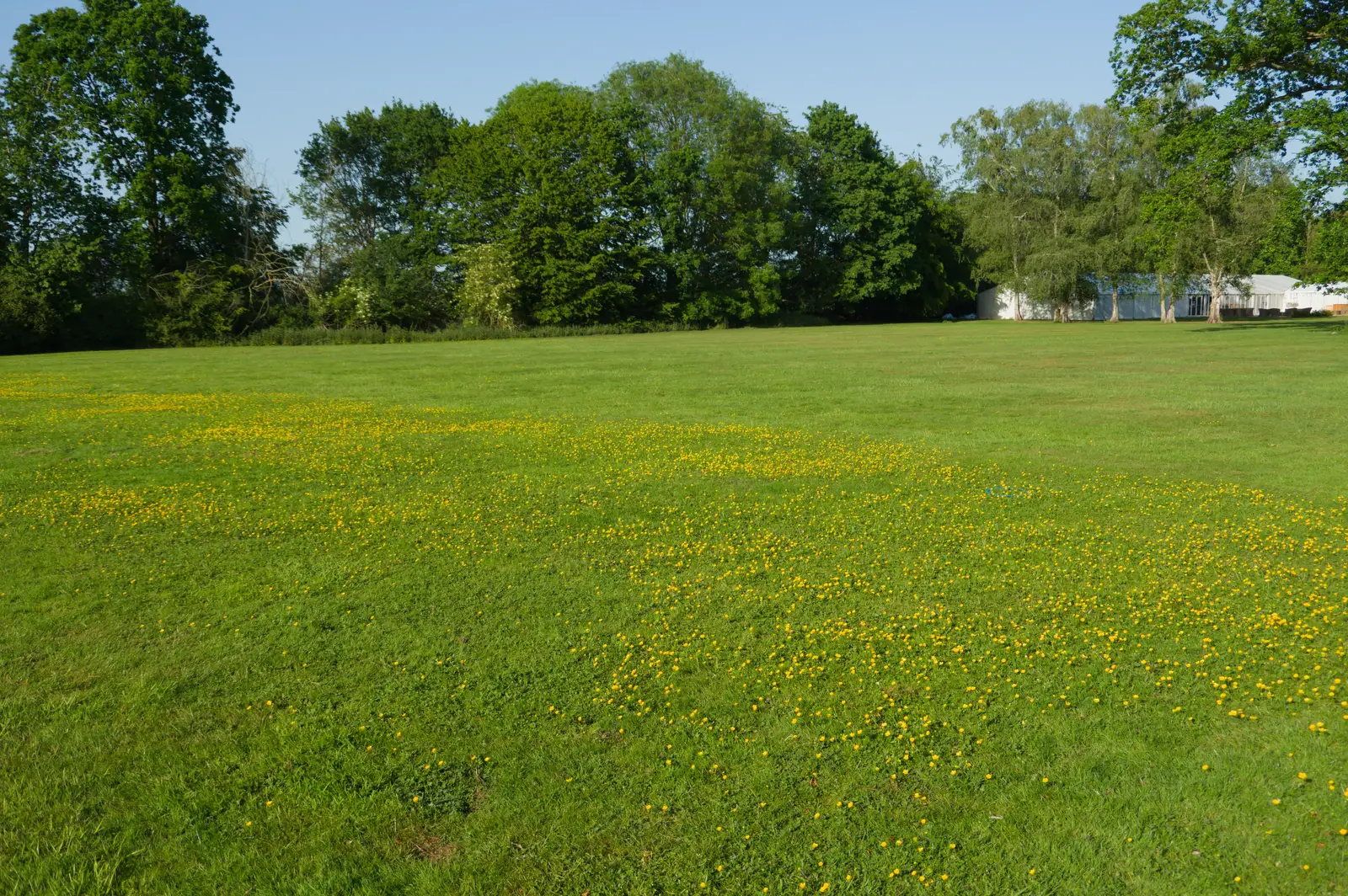 The Oaksmere has a wide band of buttercups in the lawn, from The Return of the Pub Walk: Brome to Diss - 24th May 2026
