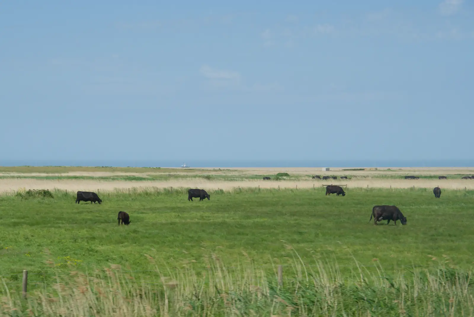 Cows are out on the salt marshes, from A Bus Trip to Wells Next the Sea, Norfolk - 28th May 2026