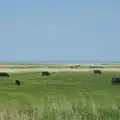 Cows are out on the salt marshes, A Bus Trip to Wells Next the Sea, Norfolk - 28th May 2026