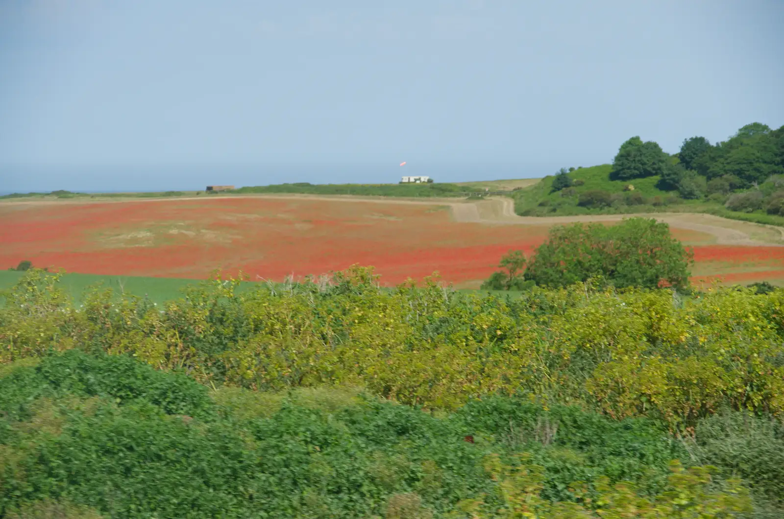 A field of red poppies, from A Bus Trip to Wells Next the Sea, Norfolk - 28th May 2026