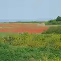 A field of red poppies, A Bus Trip to Wells Next the Sea, Norfolk - 28th May 2026