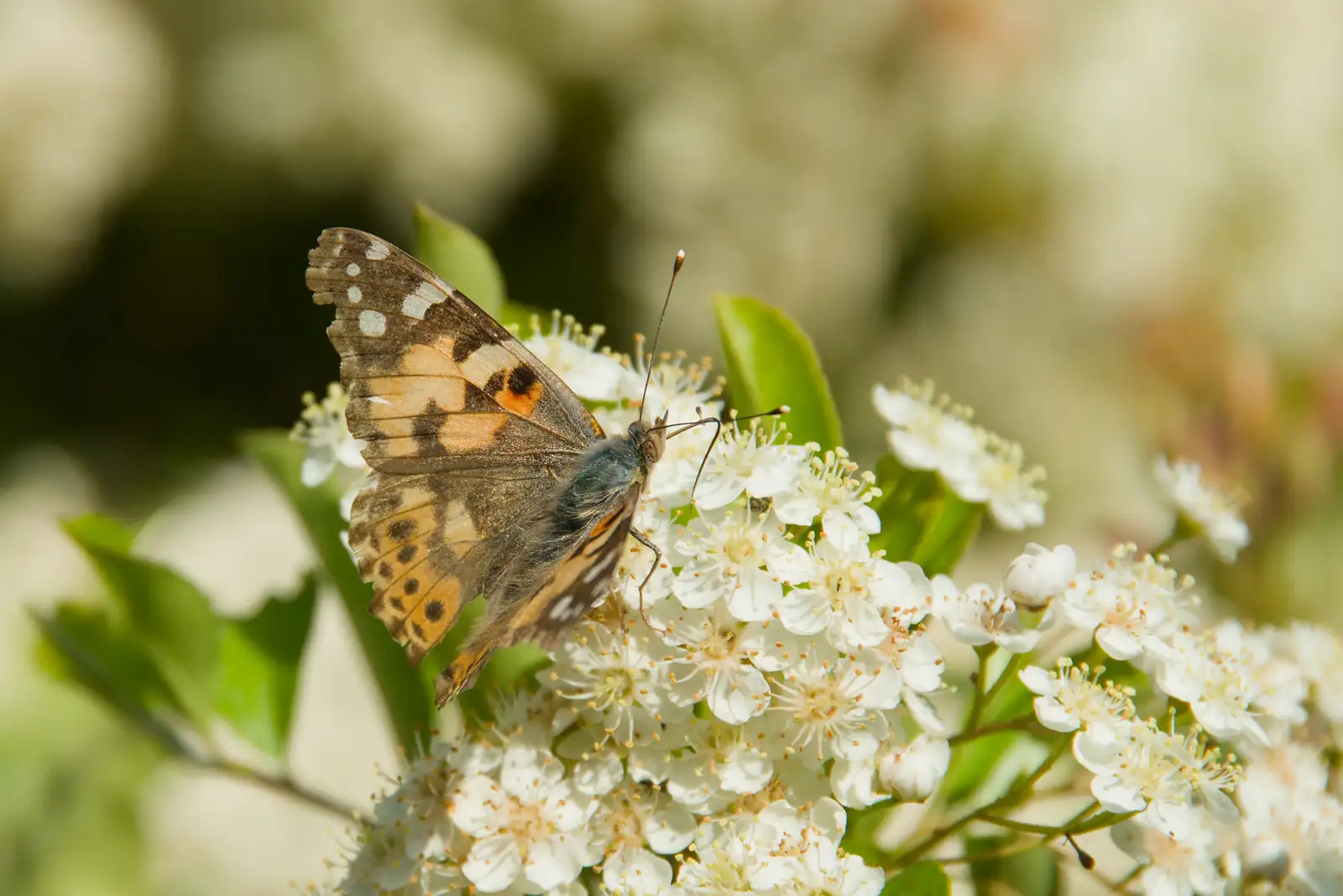 Butterflies in the beer garden of the Fishing Boat, from A Bus Trip to Wells Next the Sea, Norfolk - 28th May 2026
