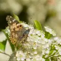 Butterflies in the beer garden of the Fishing Boat, A Bus Trip to Wells Next the Sea, Norfolk - 28th May 2026