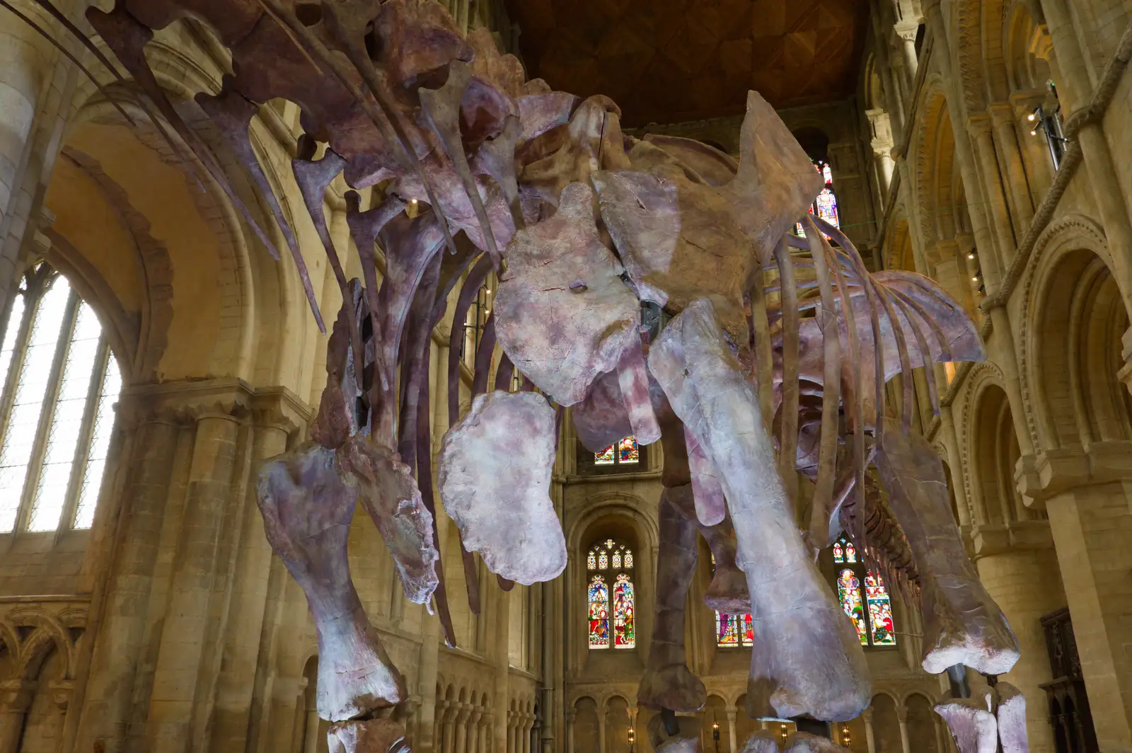 A titanosaur skeleton lit up in purple light, from A Postcard From Peterborough, Cambridgeshire - 29th May 2026