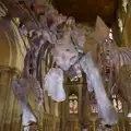 A titanosaur skeleton lit up in purple light, A Postcard From Peterborough, Cambridgeshire - 29th May 2026